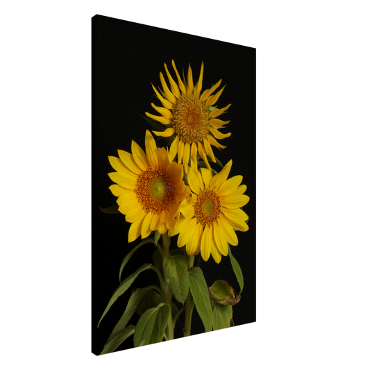 Brighten up your room - Sunflower Canvas Print