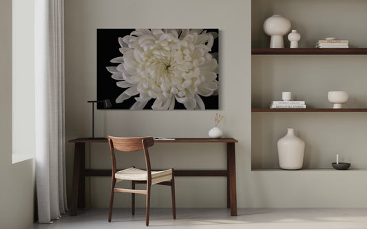 White Chrysanthemum Fine Art Print