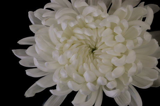 White Chrysanthemum Fine Art Print