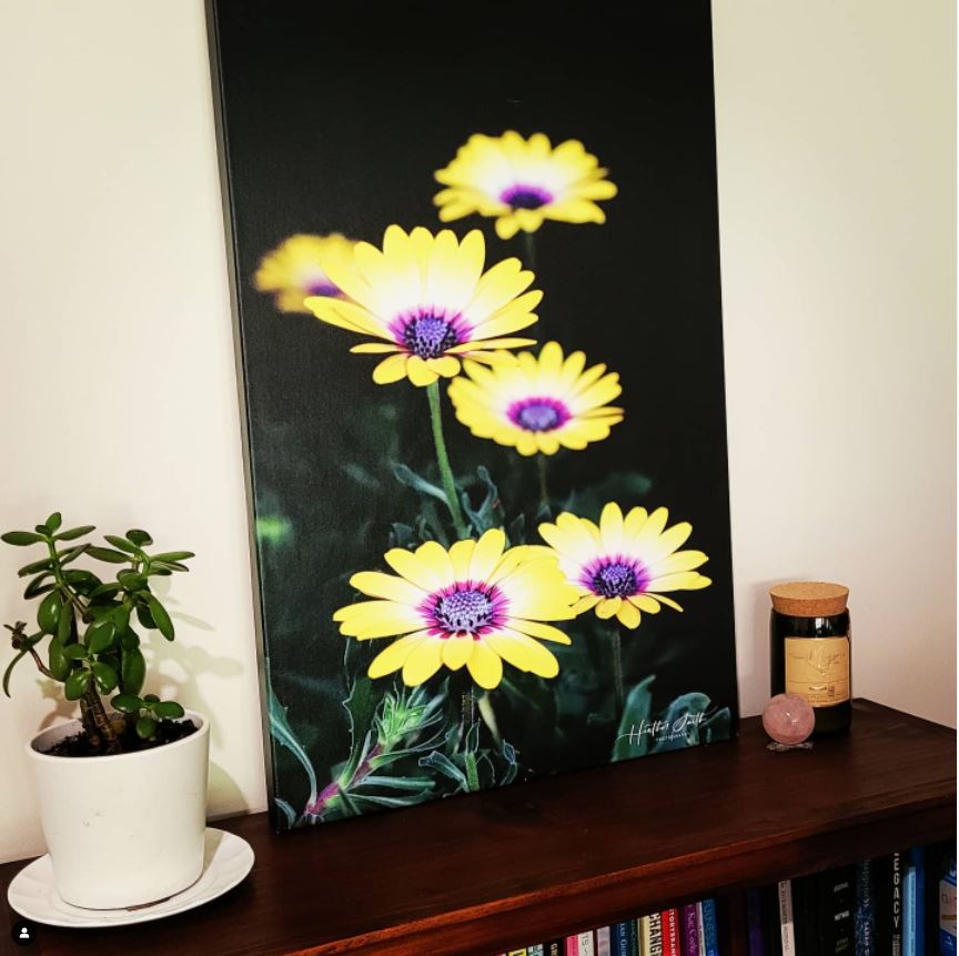 Yellow Osteospermum on Dark Background Print set up in office