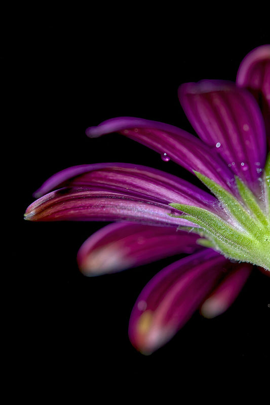 Purple Osteospermum Perspective