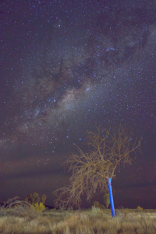 Blue Tree under the Milky Way - Kings Canyon